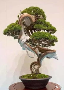 崖柏新玩法兒 千年之后,我欲重生