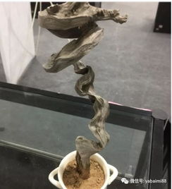 崖柏欣賞 千萬精品之韻