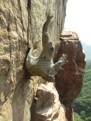 細說崖柏的品質與真假鑒別,看完你就懂